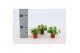 Pilea peperomioides 