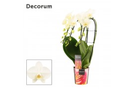Phalaenopsis wit Phalaenopsis triple cascade wit (Decorum) 18 bl. 3 ta