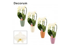 Phalaenopsis wit Phalaenopsis triple cascade wit in Carly (Craft world