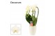 Phalaenopsis wit Phalaenopsis triple cascade wit in Carly wit (Deco-co 
