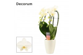 Phalaenopsis wit Phalaenopsis triple cascade wit in Carly wit (Deco-co
