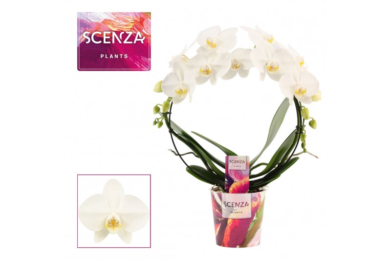 Phalaenopsis anthura madrid Boog- 2 tak, 14+ bloem - Scenza 