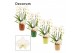 Phalaenopsis wit Phalaenopsis twirl wit in Naemi (Natural bubble-colle 