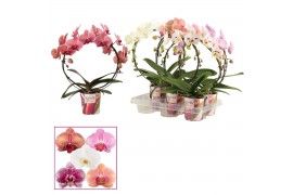 Phalaenopsis mix Boog - 2 tak, 14+ bloem - Scenza