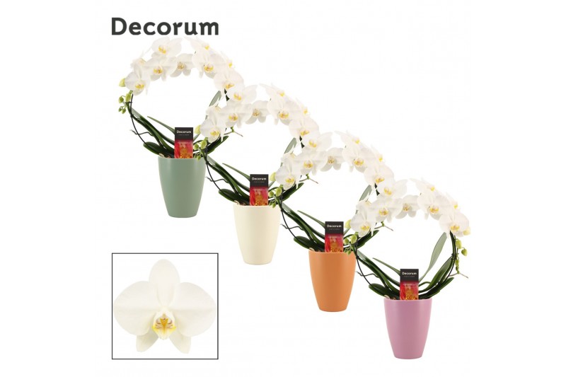 Phalaenopsis anthura madrid Boog - 2 tak, 14+ bloem - Carly keramiek - Phalaenopsis anthura madrid Boog - 2 tak, 14+ bloem - Carly keramiek -