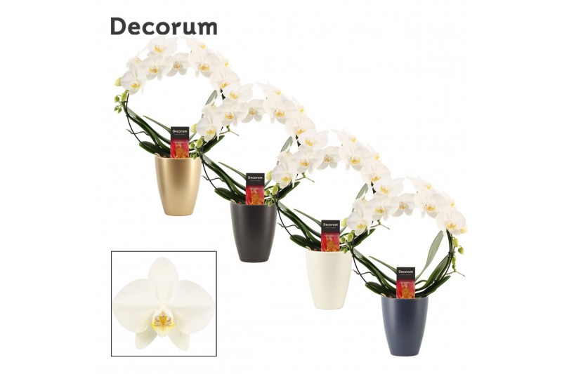 Phalaenopsis anthura madrid Boog - 2 tak, 14+ bloem - Carly keramiek - Phalaenopsis anthura madrid Boog - 2 tak, 14+ bloem - Carly keramiek -
