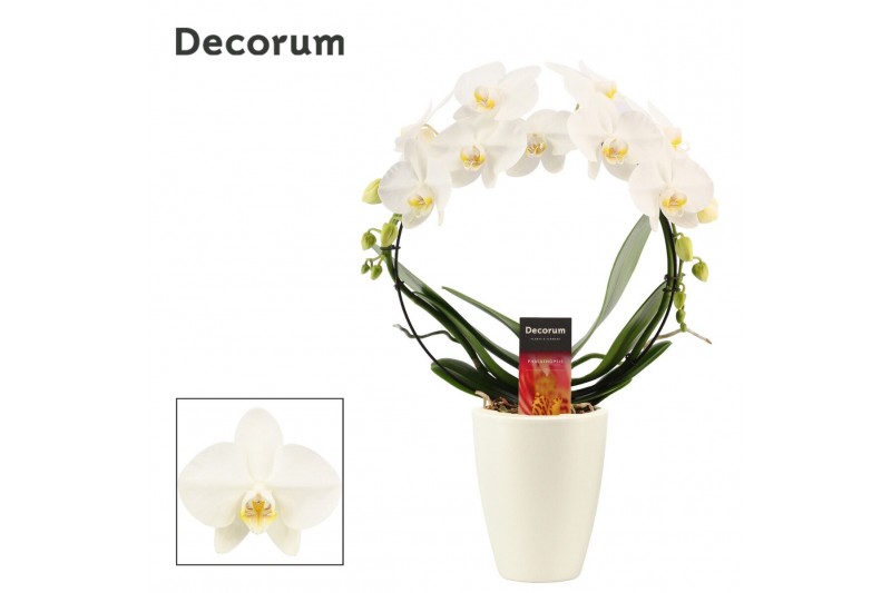 Phalaenopsis anthura madrid Boog - 2 tak, 14+ bloem Carly keramiek, Wi Phalaenopsis anthura madrid Boog - 2 tak, 14+ bloem Carly keramiek, Wi