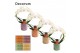 Phalaenopsis anthura madrid Phalaenopsis boog wit in Kaya (Craft world 