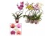 Phalaenopsis mix Phalaenopsis hurricane mix (Scenza) 14 bl. 2 tak/plnt 