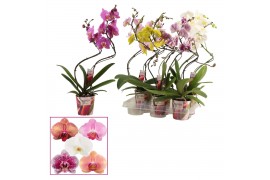 Phalaenopsis mix Phalaenopsis hurricane mix (Scenza) 14 bl. 2 tak/plnt