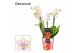 Phalaenopsis multiflora Dazzling Blossom bliss 3-4 tak Decorum 