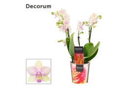 Phalaenopsis multiflora Dazzling Blossom bliss 3-4 tak Decorum