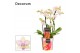 Phalaenopsis multiflora Dazzling Blossom bliss 3-4 tak Decorum 