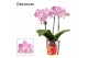 Phalaenopsis multiflora roze Dazzling Cotton Candy 3-4 tak Decorum 