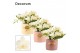 Phalaenopsis Anthura  Nazare Table Whitney - 4+ tak, 20+ bloem - Lovel 