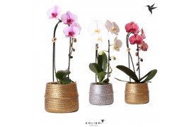 Phalaenopsis elegant cascade Kolibri Orchids Niagara fall mix 2 tak in