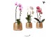 Phalaenopsis elegant cascade Kolibri Orchids Niagara fall mix 1 tak in 