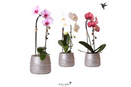 Phalaenopsis elegant cascade Kolibri Orchids Niagara fall mix 1 tak in