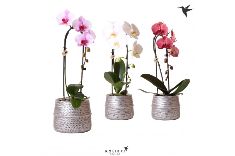 Phalaenopsis elegant cascade Kolibri Orchids Niagara fall mix 1 tak in Phalaenopsis elegant cascade Kolibri Orchids Niagara fall mix 1 tak in