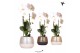 Phalaenopsis elegant cascade Kolibri Orchids Niagara Fall white 1 tak  