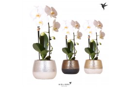 Phalaenopsis elegant cascade Kolibri Orchids Niagara Fall white 1 tak 