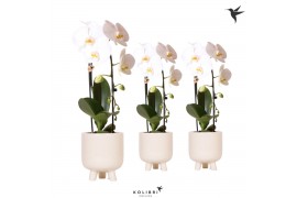 Phalaenopsis elegant cascade Kolibri Orchids Niagara fall white 1 tak 