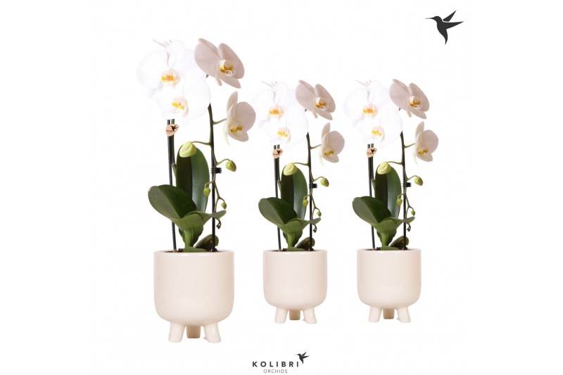 Phalaenopsis elegant cascade Kolibri Orchids Niagara fall white 1 tak Phalaenopsis elegant cascade Kolibri Orchids Niagara fall white 1 tak