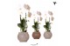 Phalaenopsis elegant cascade Kolibri Orchids Cascade Niagarafall 1 spi 
