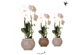 Phalaenopsis elegant cascade Kolibri Orchids Cascade Niagarafall 1 spi