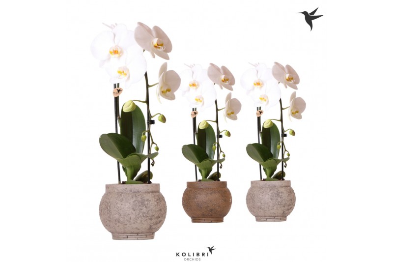Phalaenopsis elegant cascade Kolibri Orchids Cascade Niagarafall 1 spi Phalaenopsis elegant cascade Kolibri Orchids Cascade Niagarafall 1 spi