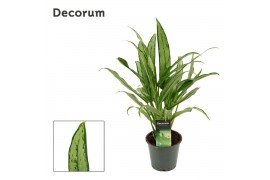 Aglaonema cutlass decorum