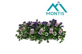 Scaevola aemula Scaevola Mixtray 12 cm