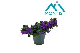 Scaevola aemula Scaevola Purple 12 cm