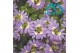 Scaevola aemula Scaevola Purple 12 cm 