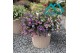 Scaevola aemula Scaevola Purple 12 cm 