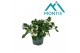 Scaevola aemula Scaevola White 12 cm 