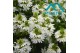 Scaevola aemula Scaevola White 12 cm 