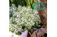 Scaevola aemula Scaevola White 12 cm 