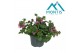 Scaevola aemula Scaevola Pink 12 cm 