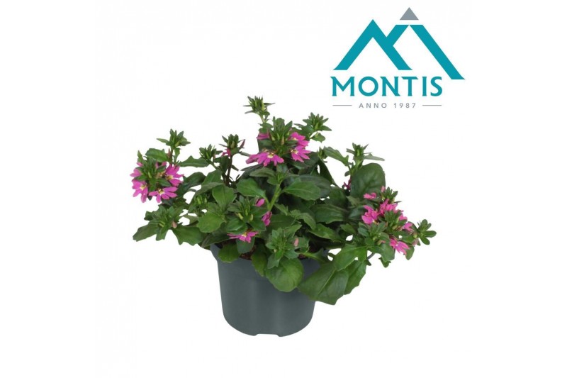 Scaevola aemula Scaevola Pink 12 cm 