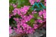 Scaevola aemula Scaevola Pink 12 cm 