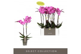 Phalaenopsis paars 2 tak