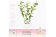 Dendrobium nobile spring dream kumiko 3-spike in Lotte White Exclusiva 
