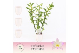 Dendrobium nobile spring dream kumiko 3-spike in Lotte White Exclusiva
