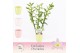Dendrobium nobile spring dream kumiko 3-spike in Lotte Exclusiva Orchi 
