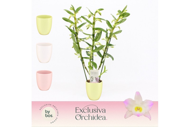 Dendrobium nobile spring dream kumiko 3-spike in Lotte Exclusiva Orchi 