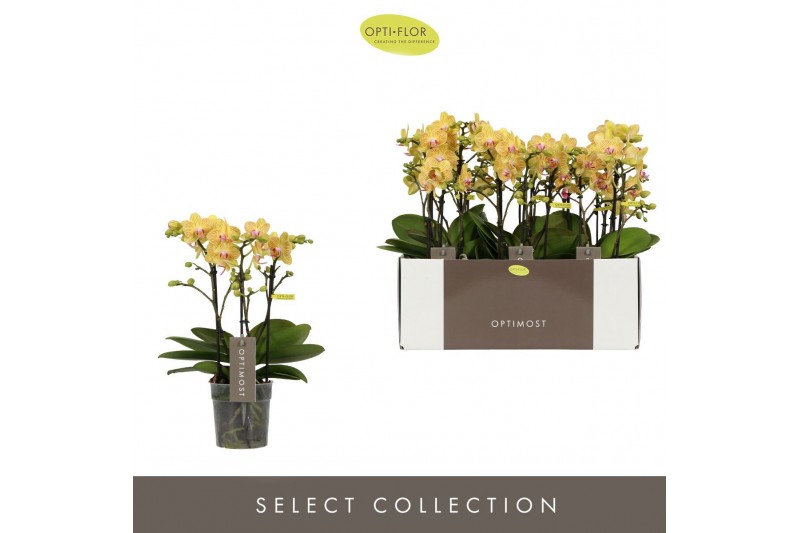 Phalaenopsis multiflora geel Optimost - Luna - 3 tak 