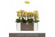 Phalaenopsis multiflora geel Optimost - Luna - 3 tak 