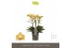 Phalaenopsis multiflora geel Optimost - Luna - 3 tak 