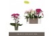 Phalaenopsis multiflora mix Optimost - Sensual Mix - 3 tak 